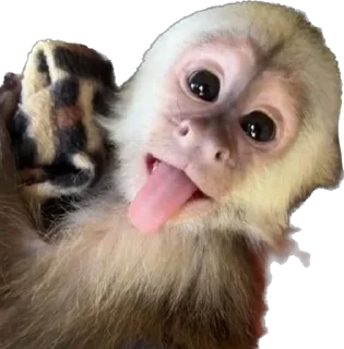Стикер makaki - 1