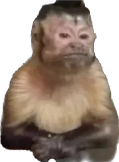 Стикер makaki - 10