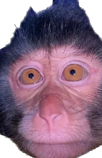 Стикер makaki - 0