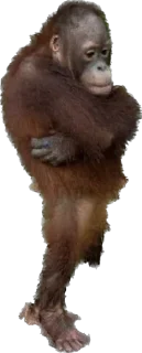 Стикер makaki - 3