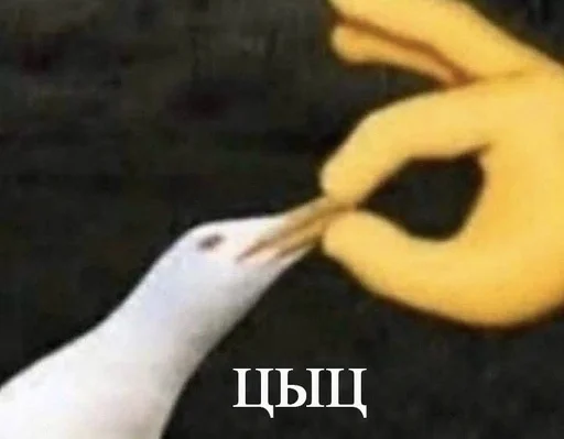 животное птица водная птица