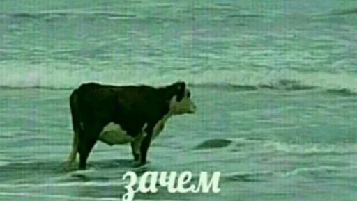 млекопитающее животное скот