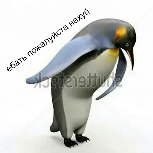 animal aquatic bird bird