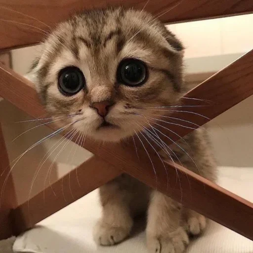 animal small to medium-sized cats mammal