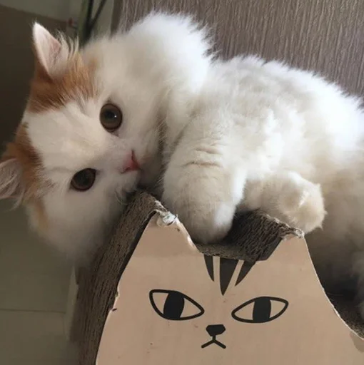 small to medium-sized cats felidae whiskers