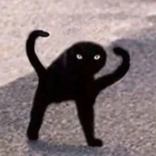 mammal animal small to medium-sized cats