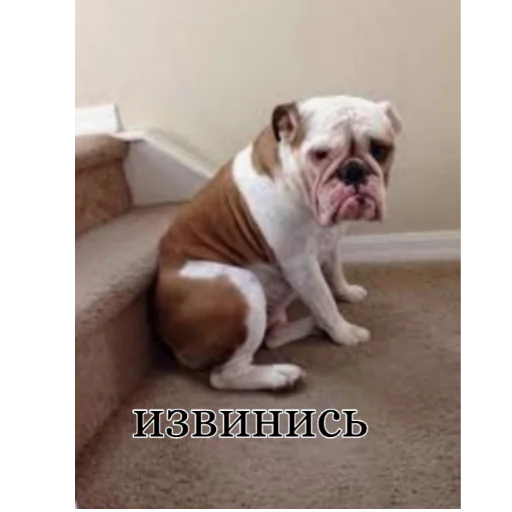 animal mammal dog breed