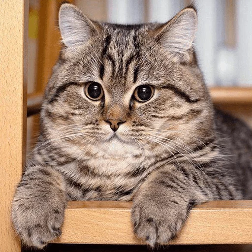 животное млекопитающее кошка