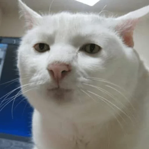 млекопитающее животное кошка