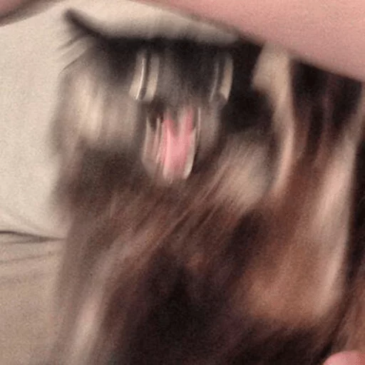 animal mammal person