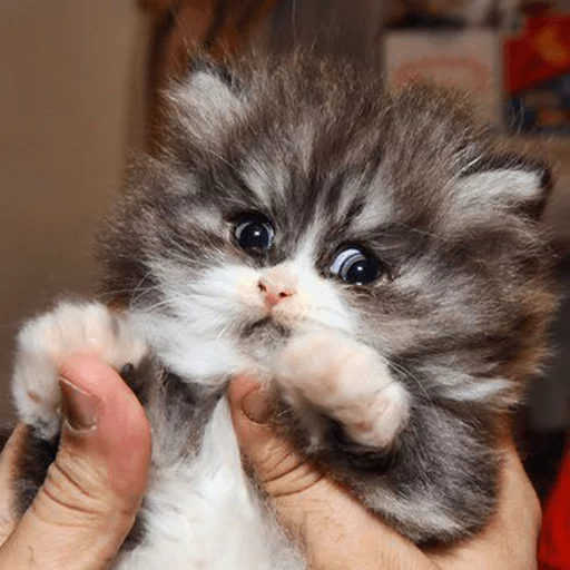 млекопитающее животное кошка