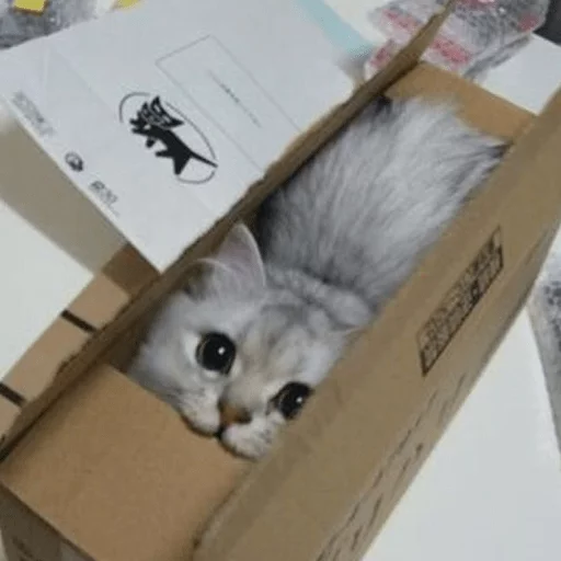 кошка животное картон