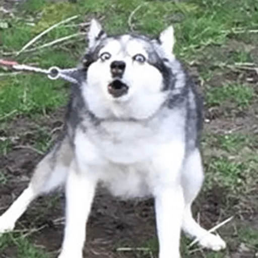 животное хриплый на открытом воздухе