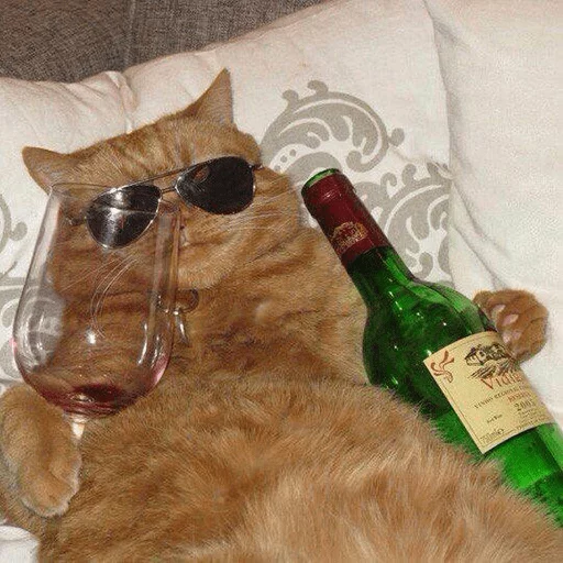 животное кошка комнатный