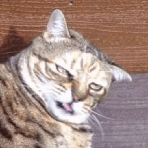 животное млекопитающее кошка