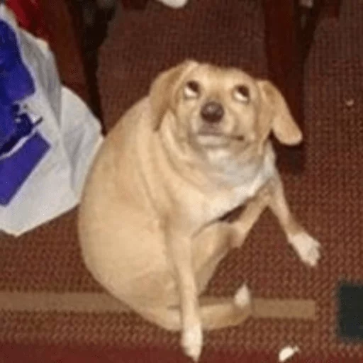 животное млекопитающее собака