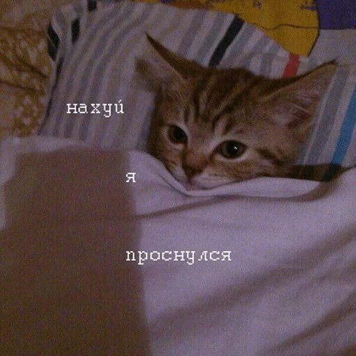 кошки малого и среднего размера кошка кошачьи