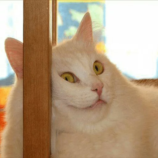 животное млекопитающее кошка