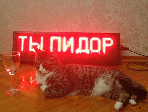 комнатный кошки малого и среднего размера кошачьи