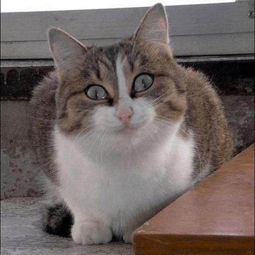 млекопитающее животное кошка