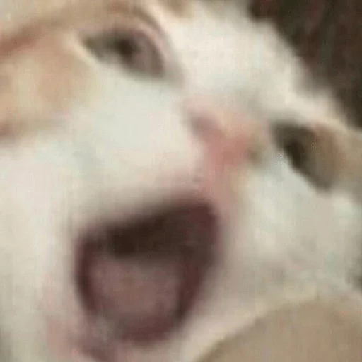 животное млекопитающее мех