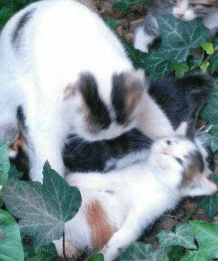 млекопитающее животное кошачьи