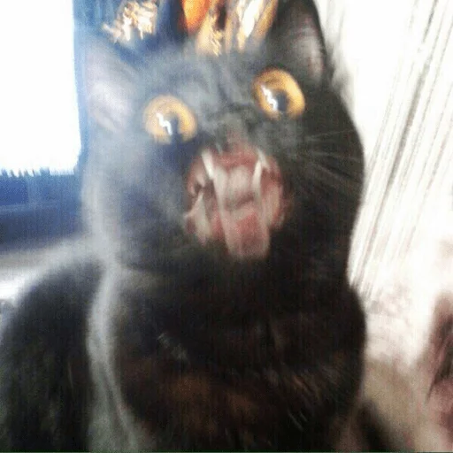 животное млекопитающее кошки малого и среднего размера