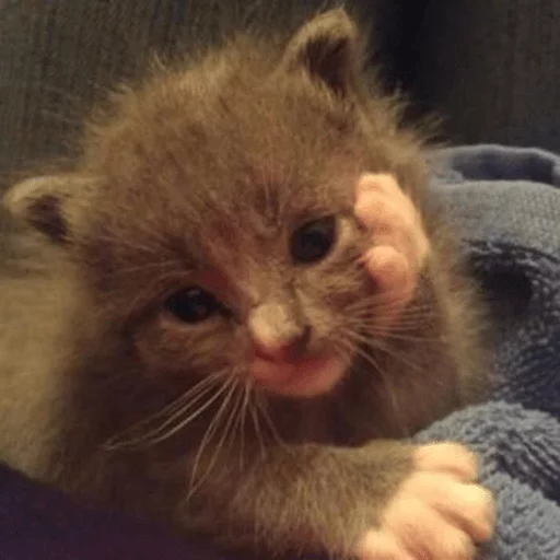 животное млекопитающее кошка