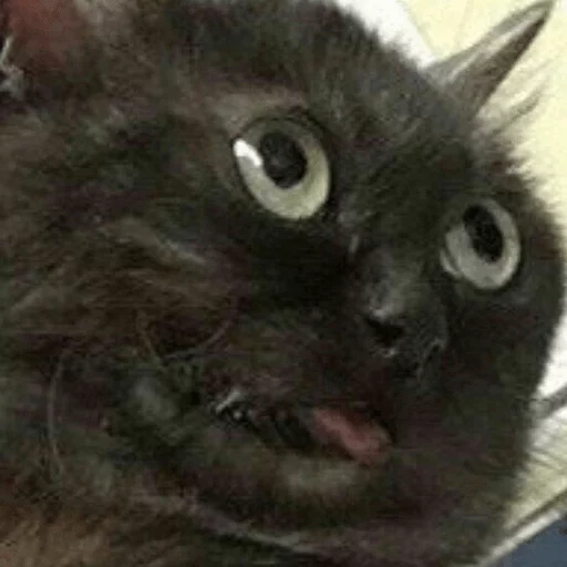 животное млекопитающее кошка