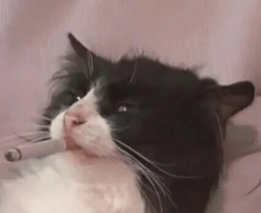 млекопитающее кошка животное