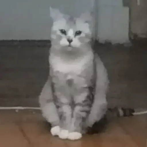 maloy never sleep - cat