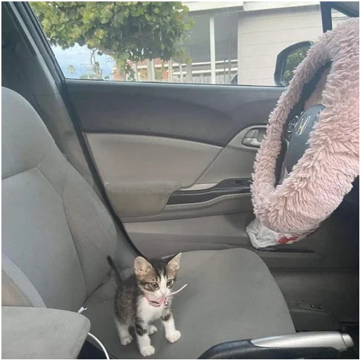 автомобиль животное кошка