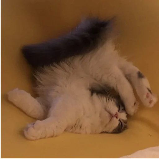 животное млекопитающее кошка