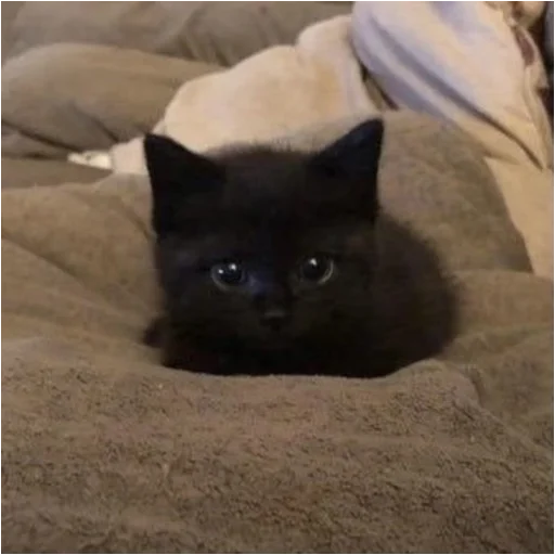 кошки малого и среднего размера кошка животное