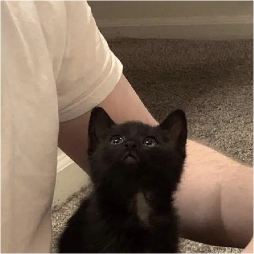 mammal person animal