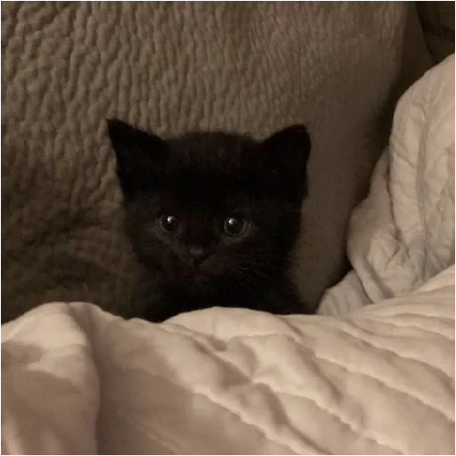 indoor bed small to medium-sized cats