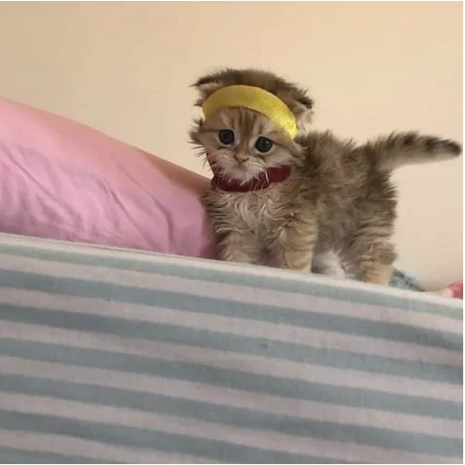 комнатный домашнее животное млекопитающее