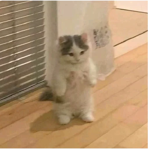 mammal small to medium-sized cats animal