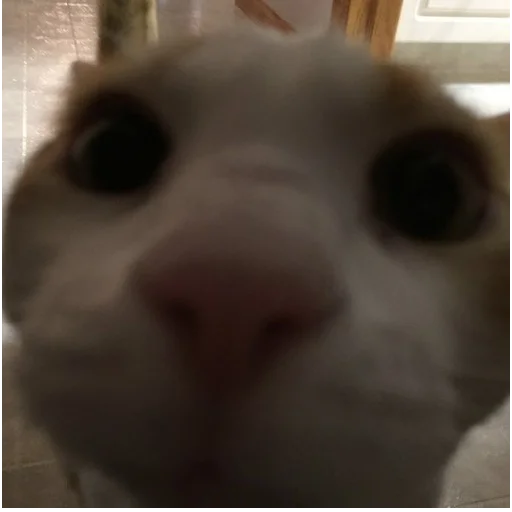 млекопитающее животное кошка