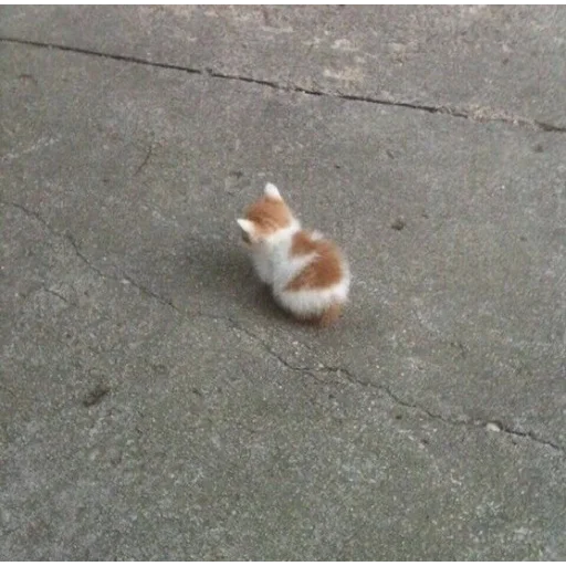 земля животное кошка