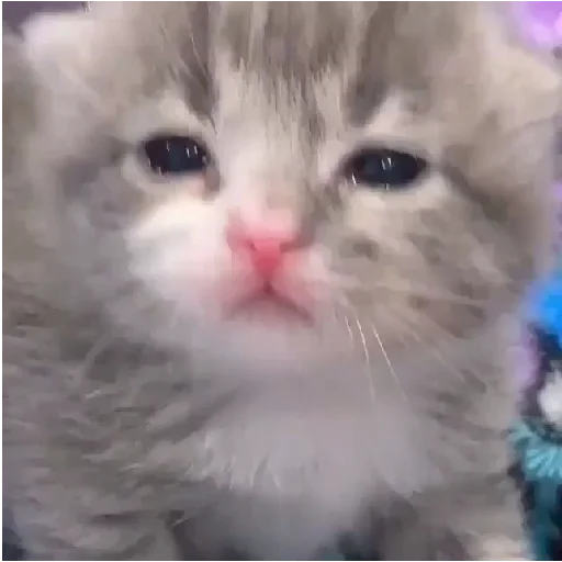 млекопитающее животное кошка