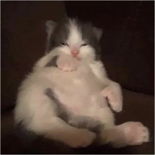 животное млекопитающее кошка