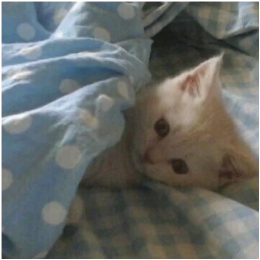 кошки малого и среднего размера домашняя кошка животное