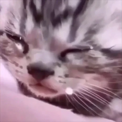 млекопитающее животное кошка