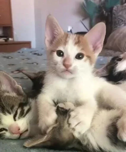 млекопитающее животное кошка