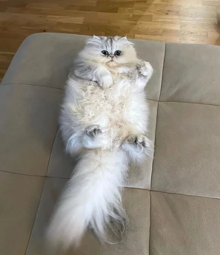 животное домашнее животное этаж