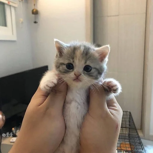 млекопитающее комнатный животное