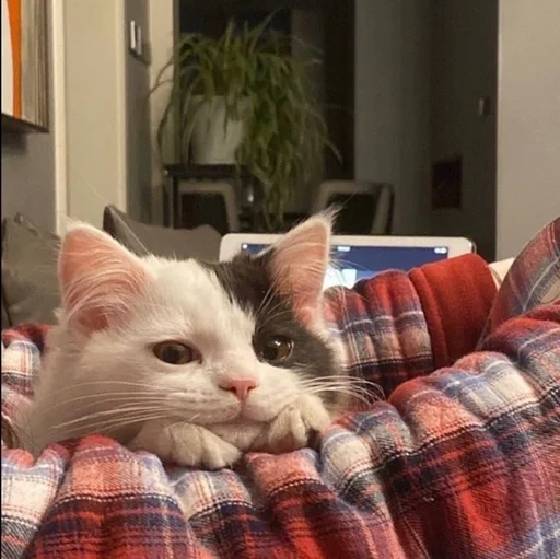 комнатный кошки малого и среднего размера домашняя кошка