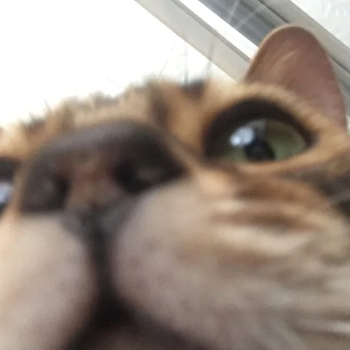 млекопитающее животное кошка