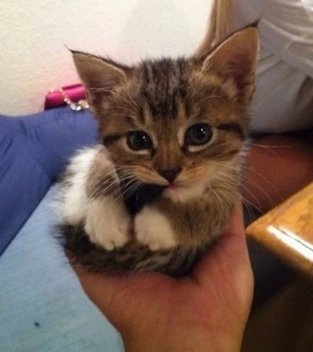 животное кошка млекопитающее